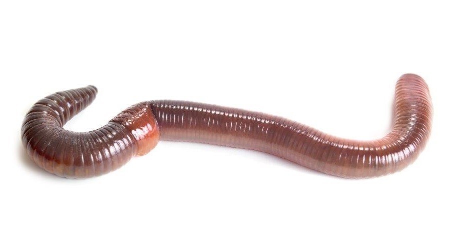 regenworm